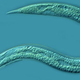 Illustration for article titled Find A Vein, You Nematode Sluts, Because Here Come 10 Mesofauna Taxa To Blow Your Shit To Nirvana